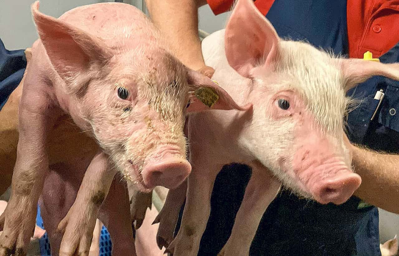Neues-Parvovirus-erreicht-D-nemark