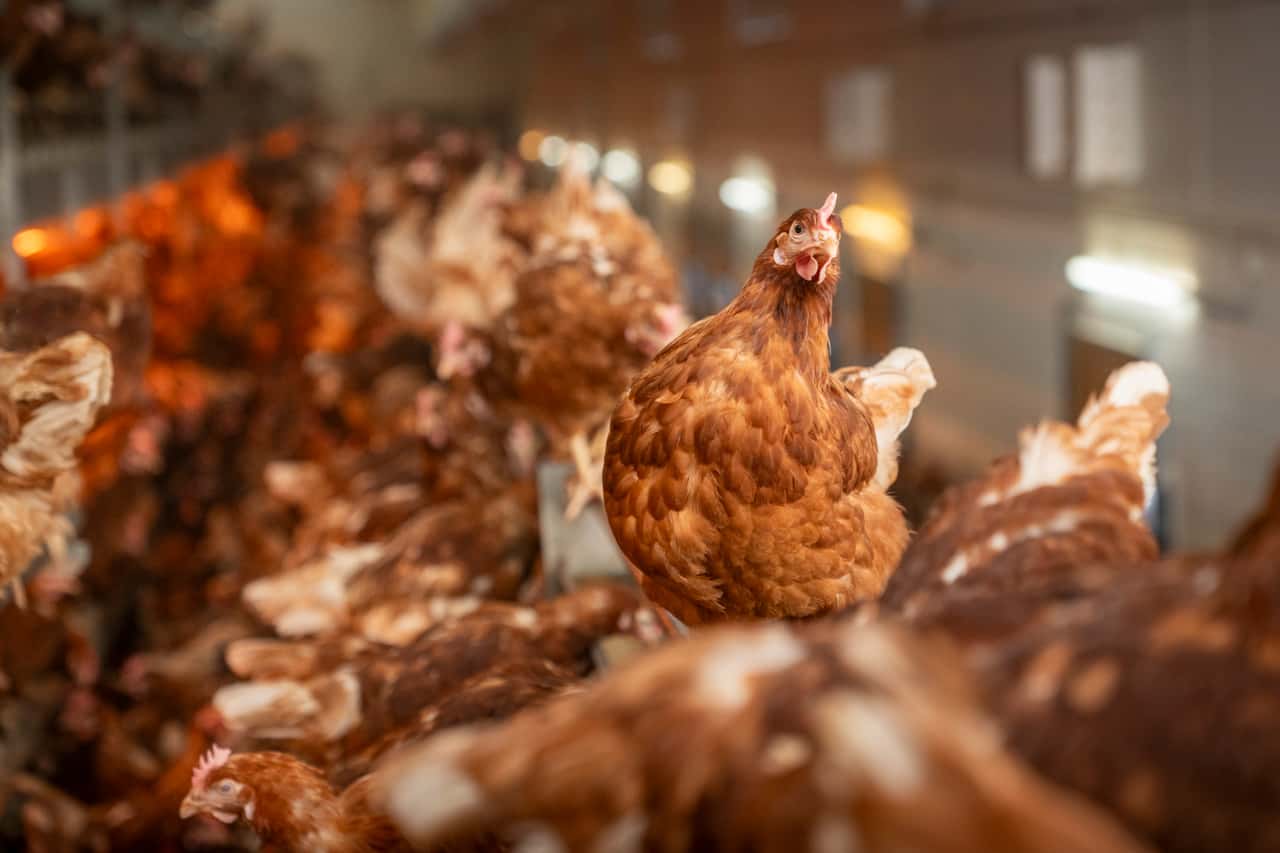 Heat wave reduces egg weights - | Extra-large eggs are becoming scarce