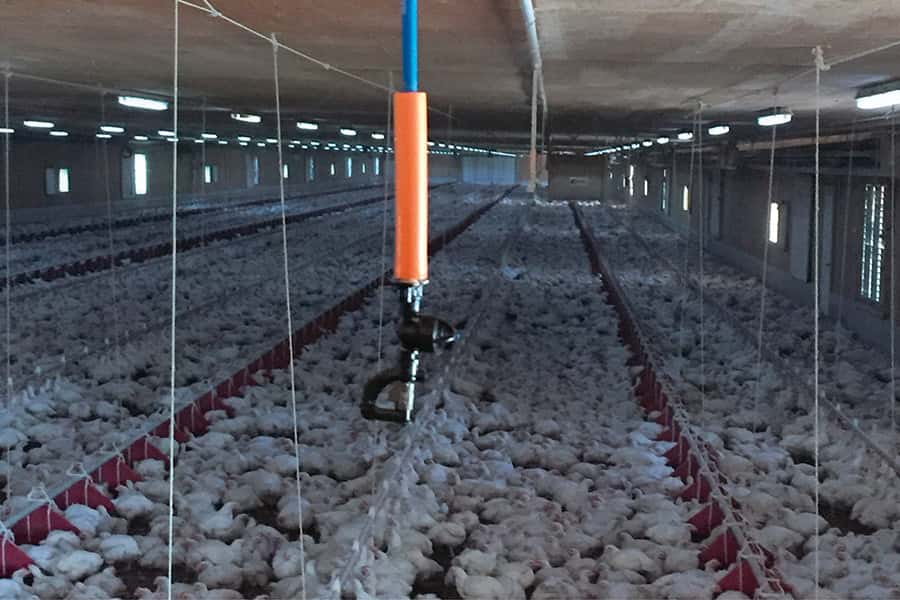 Heat Regulation: These are the Advantages of Spray Systems in Poultry ...
