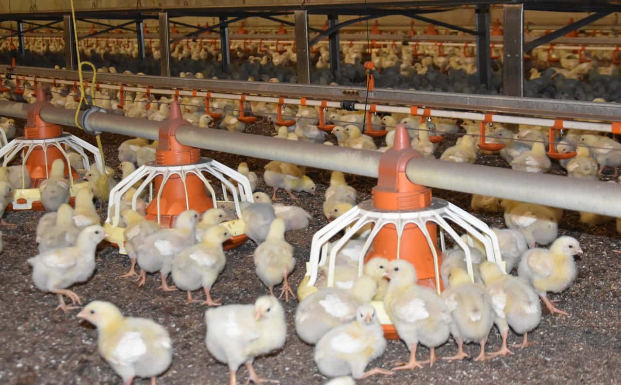 Five findings from a new study on cooling broiler chickens
