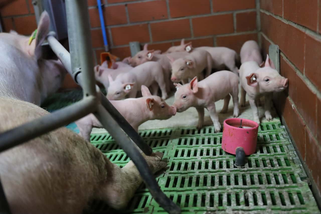 Schweinehaltung rutscht immer tiefer in die roten Zahlen