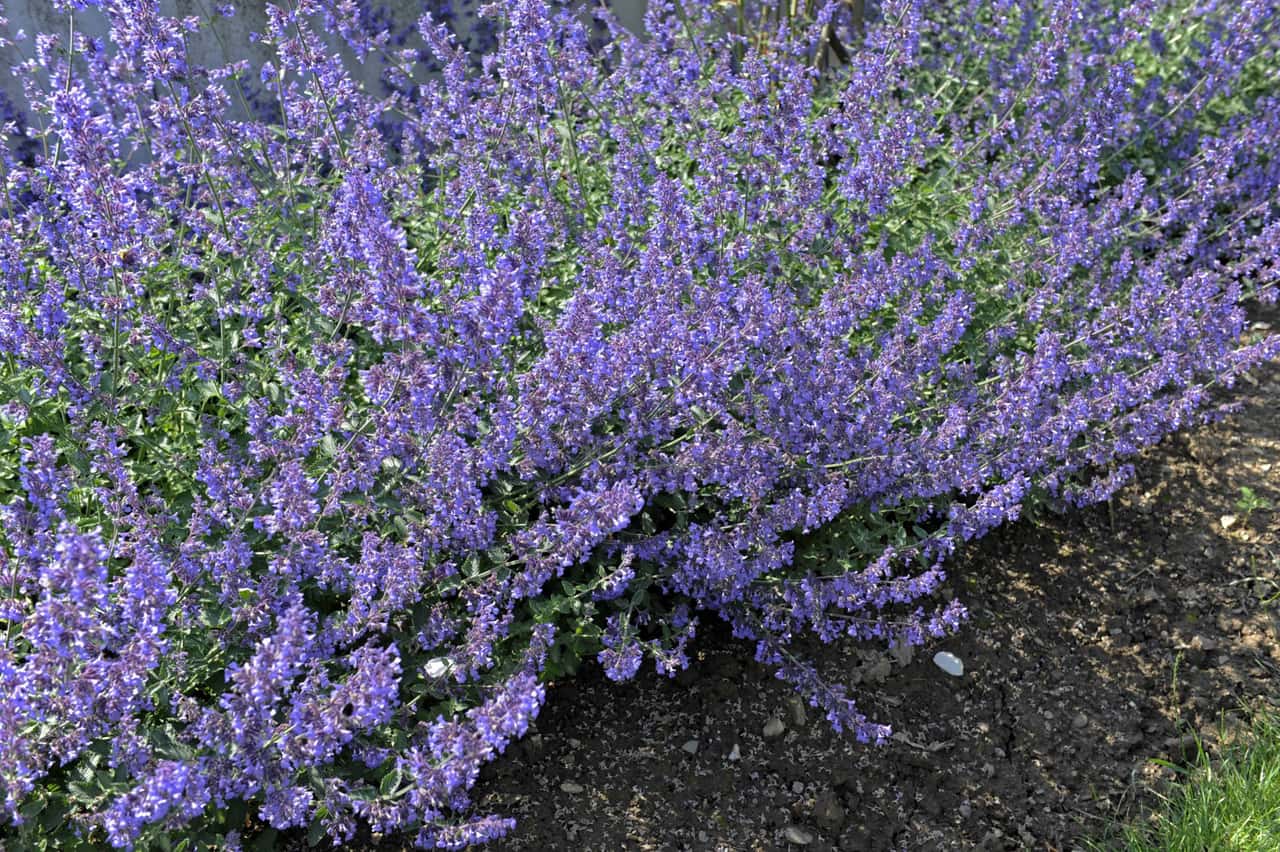 Catnip oil inactivates avian influenza viruses