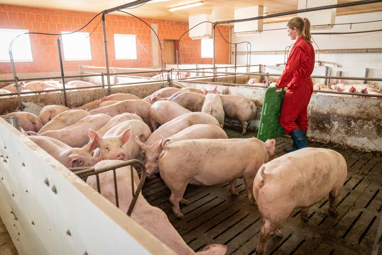 Schweinepreis-von-1-50-kg-mehr-als-nur-ein-weiteres-Preistief