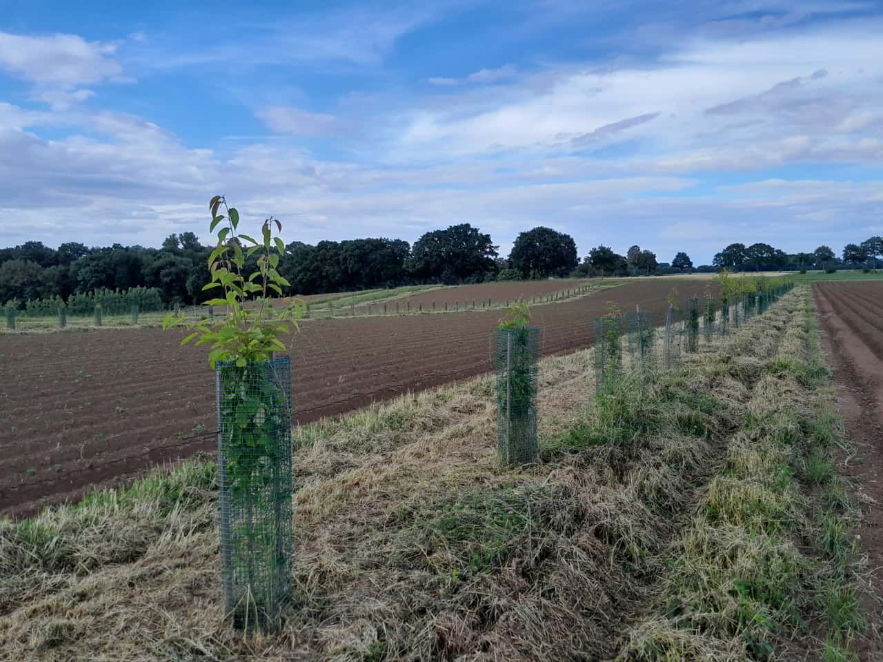 Agroforst-bei-Familie-Pott-Mit-Geh-lzstreifen-gegen-Erosion