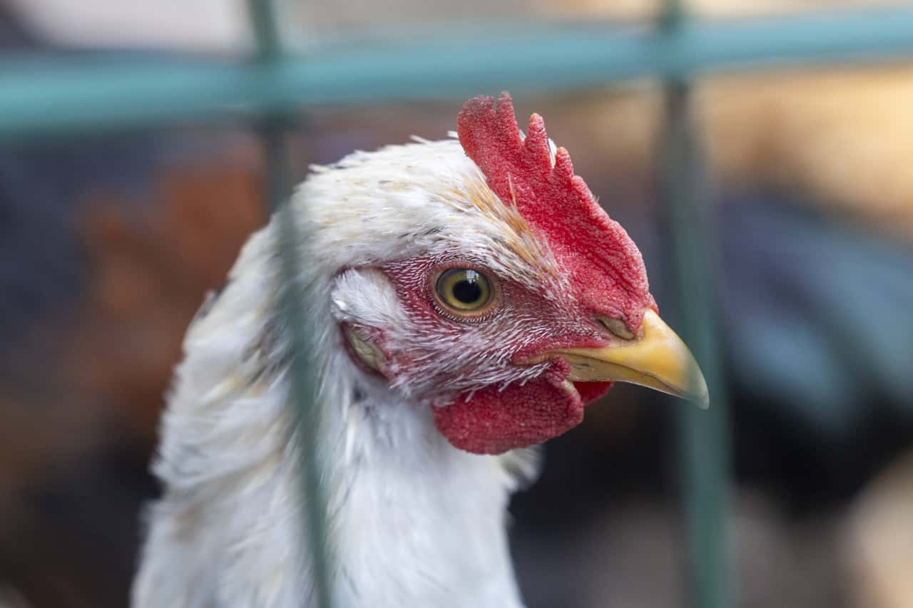 New avian influenza genotype discovered