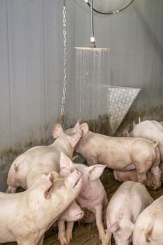 Erneute-Sommerhitze-im-Schweinestall-So-sch-tzen-Landwirte-ihre-Schweine
