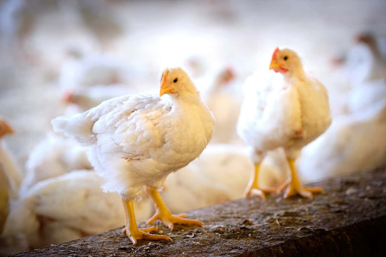 Conclusion after four years of BroilerNet: More support needed for poultry ...