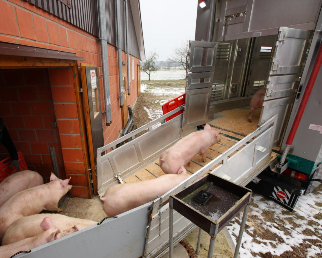 Deutsche-Schweinehaltung-vor-dem-Aus-Mit-Taten-gegensteuern-