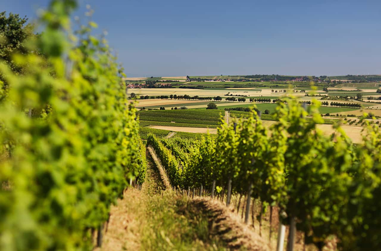 Kirche-bietet-Seelsorge-f-r-Winzer-in-Rheinhessen-an