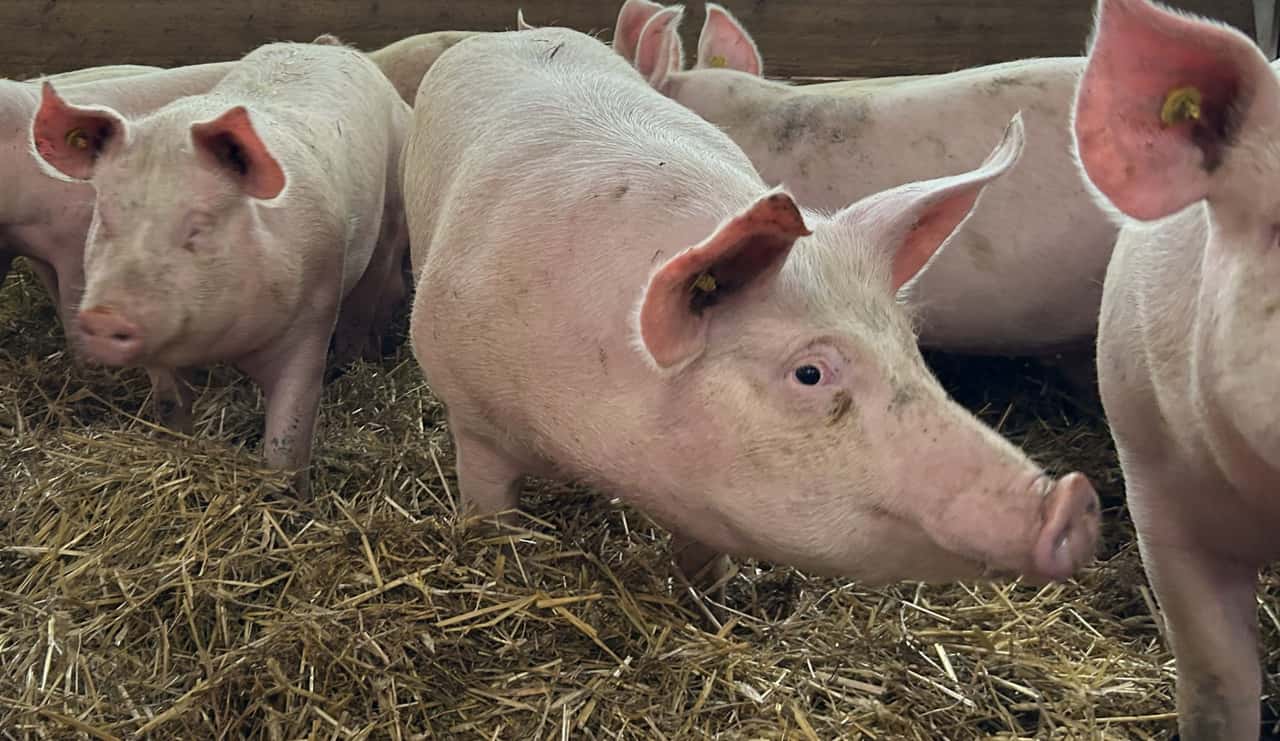 -ber-11-000-Schweine-auf-serbischem-Hof-wegen-Afrikanischer-Schweinepest-get-tet