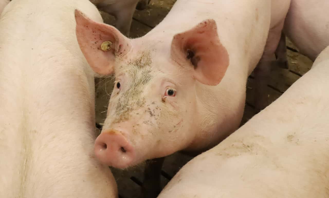 Schweineschlachtungen-leicht-unter-Vorjahresniveau