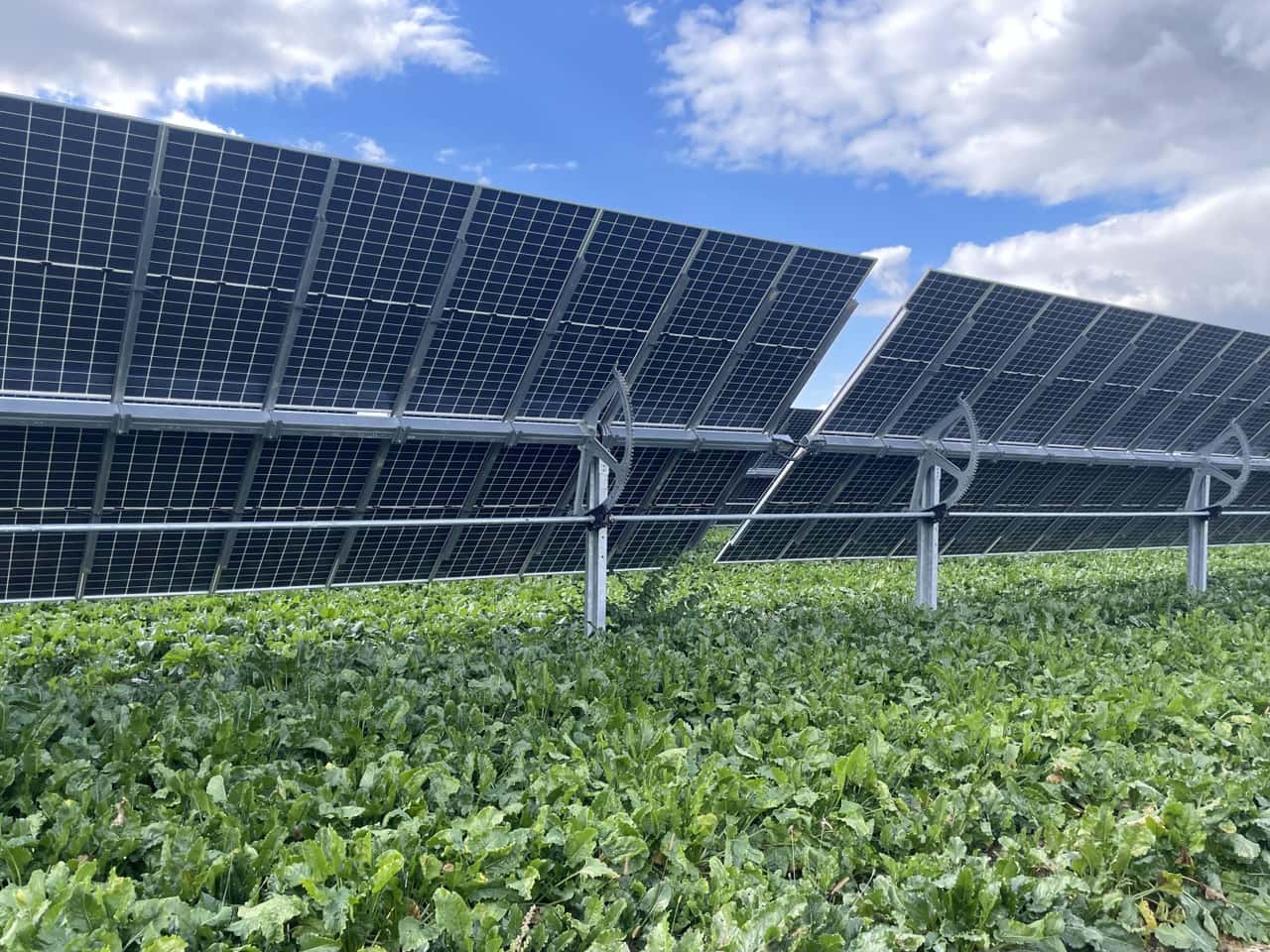 70-ha-Agri-PV-in-der-intensiven-Ackerbauregion-in-Rheinhessen