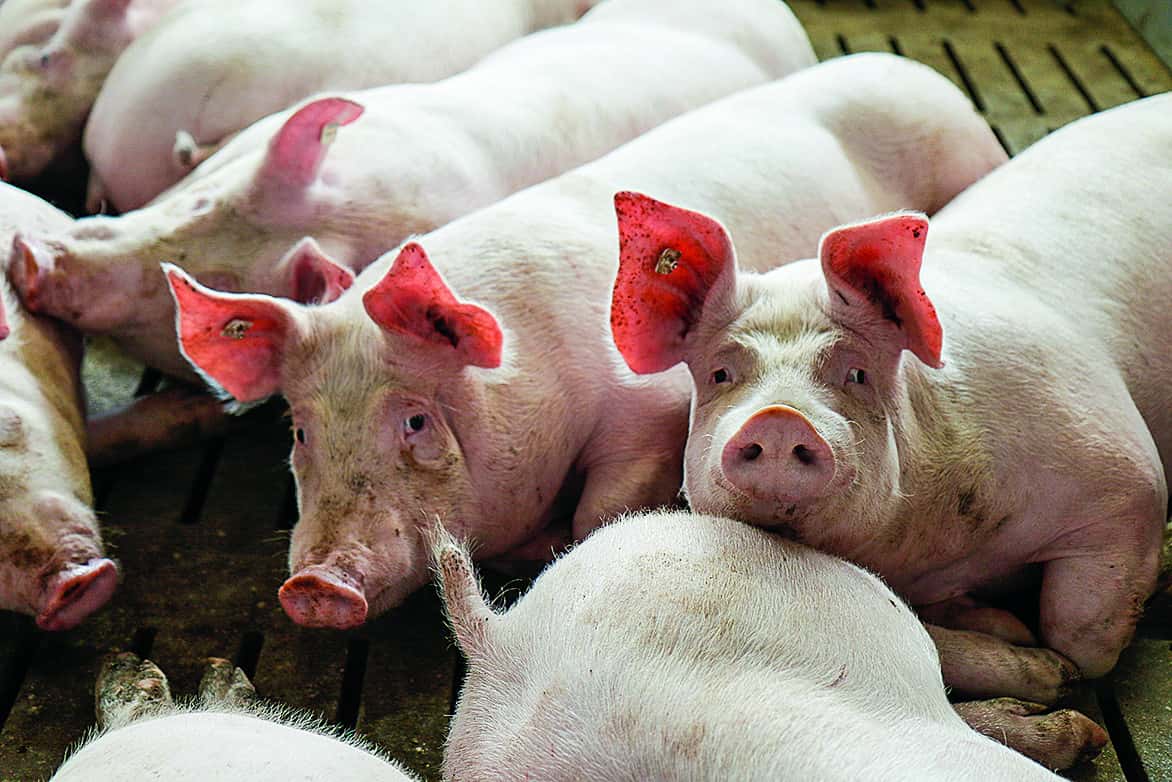 Schweinehalter-haben-Vollkosten-nicht-erwirtschaftet