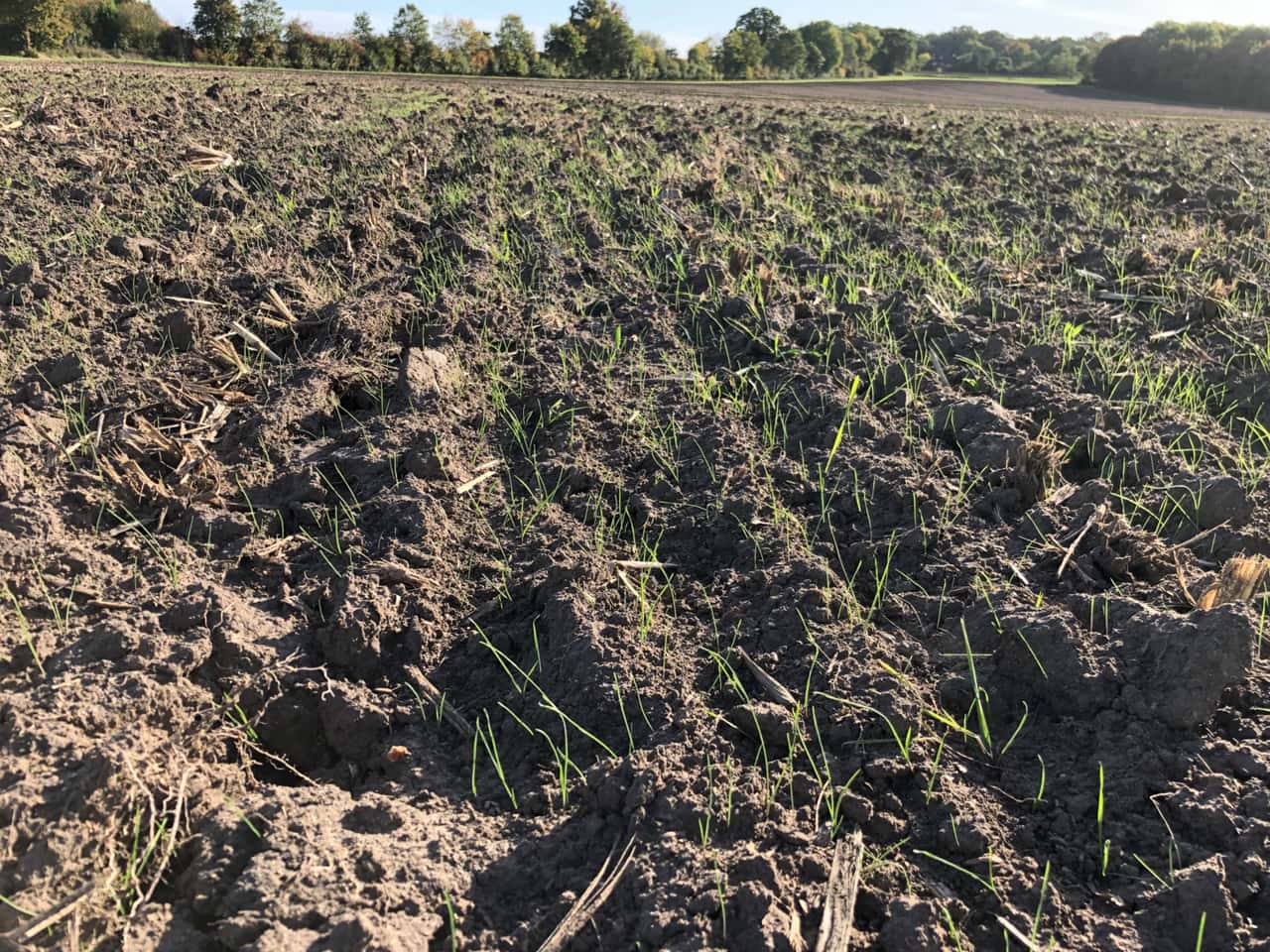 Luxinum receives emergency approval against blackgrass in winter wheat