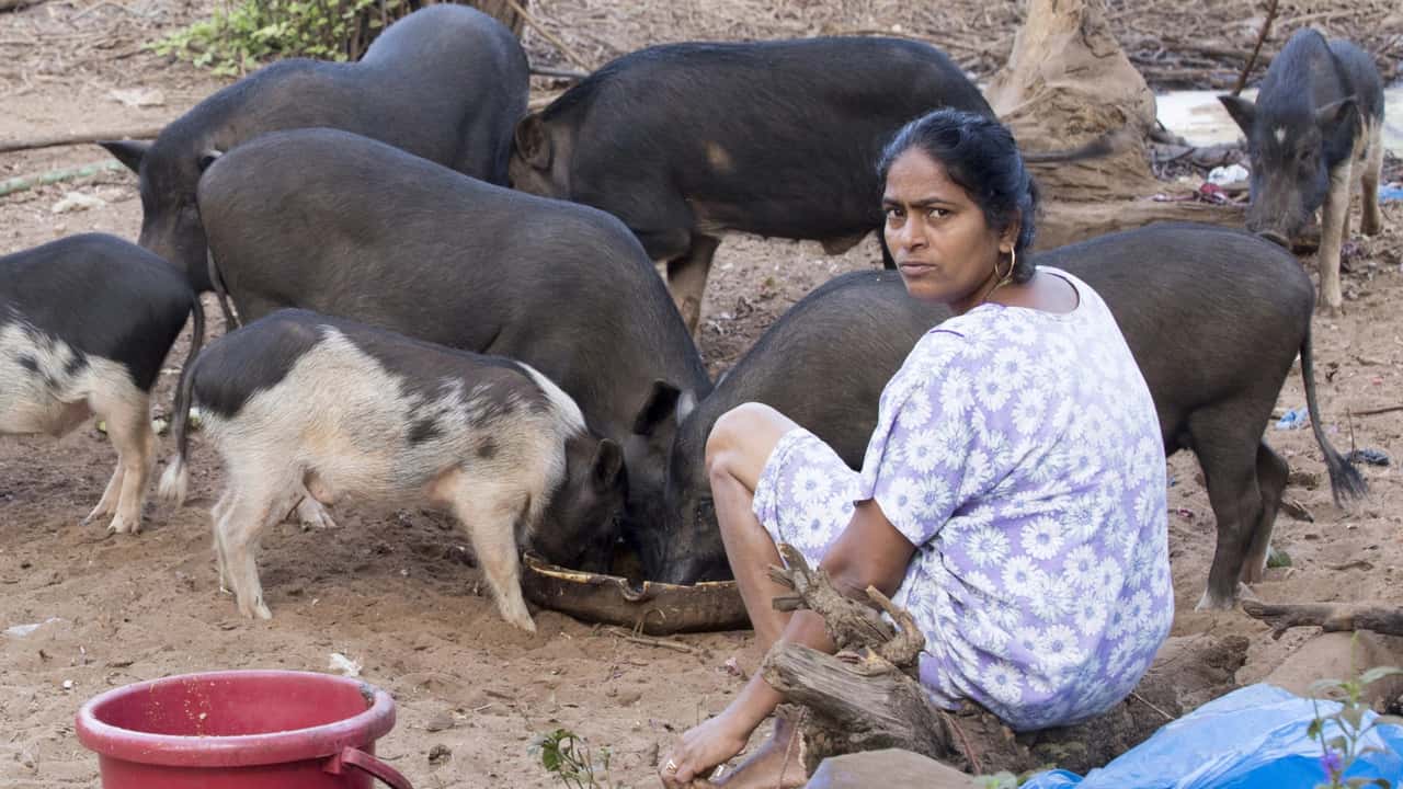 Indien: ASP-Ausbreitung trotz kleinen Schweinebestandes