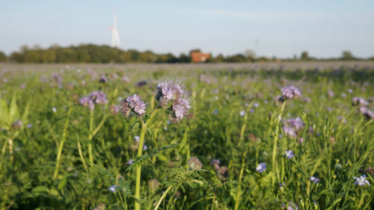 Cover crop cultivation 2026: What are the regulations regarding ...