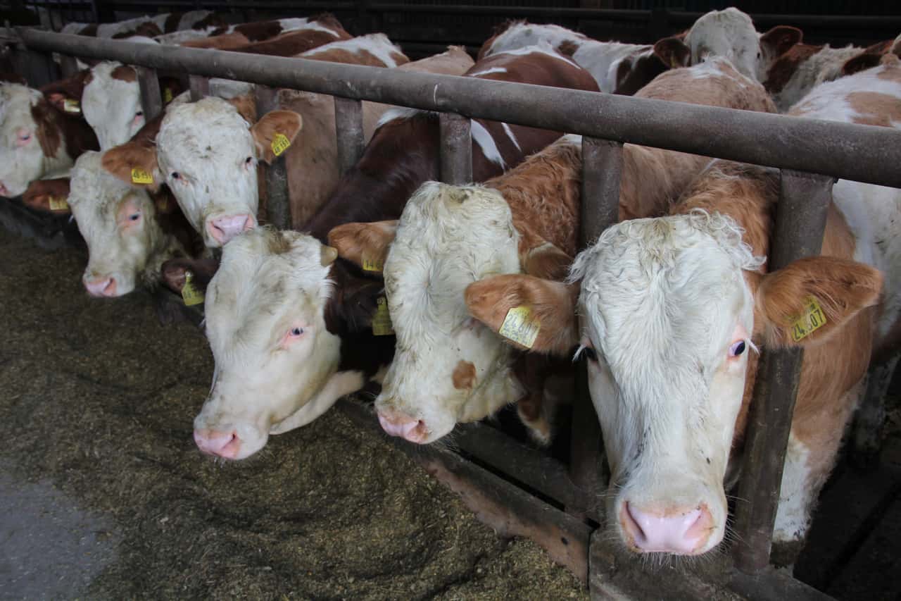 EU-Schlachtrindermarkt-Der-Druck-steigt-weiter