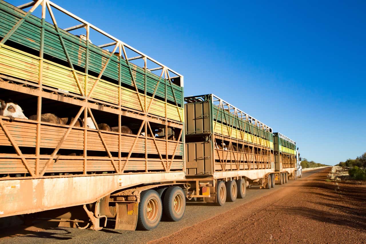 Australiens-Rindfleischexport-nach-China-schlagartig-gestoppt