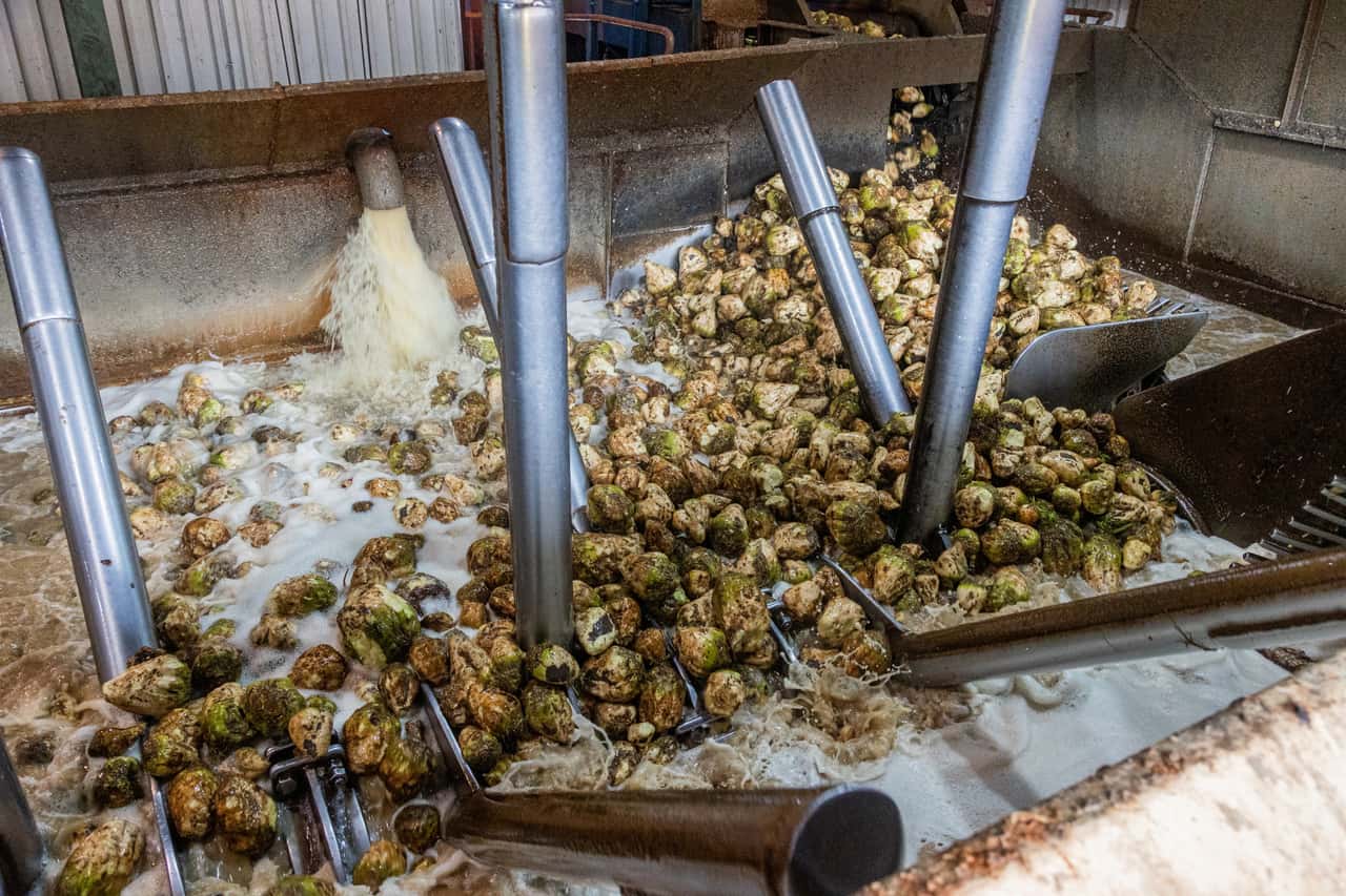 Zuckerpreise-in-Polen-fallen-Landwirte-vermuten-Dumping
