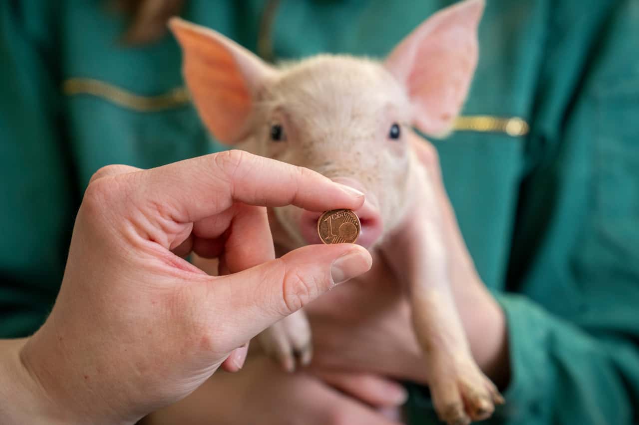 Ein Sauenhalter berichtet, was Schweinehalter über Tierwohl denken