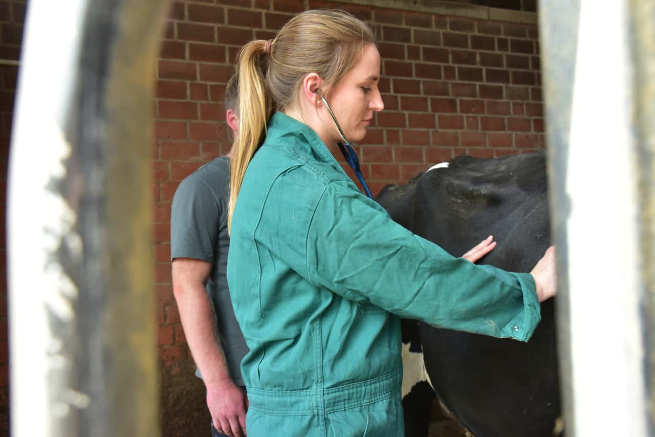 Similar to Schmallenberg: New virus confirmed in cattle - | what is known