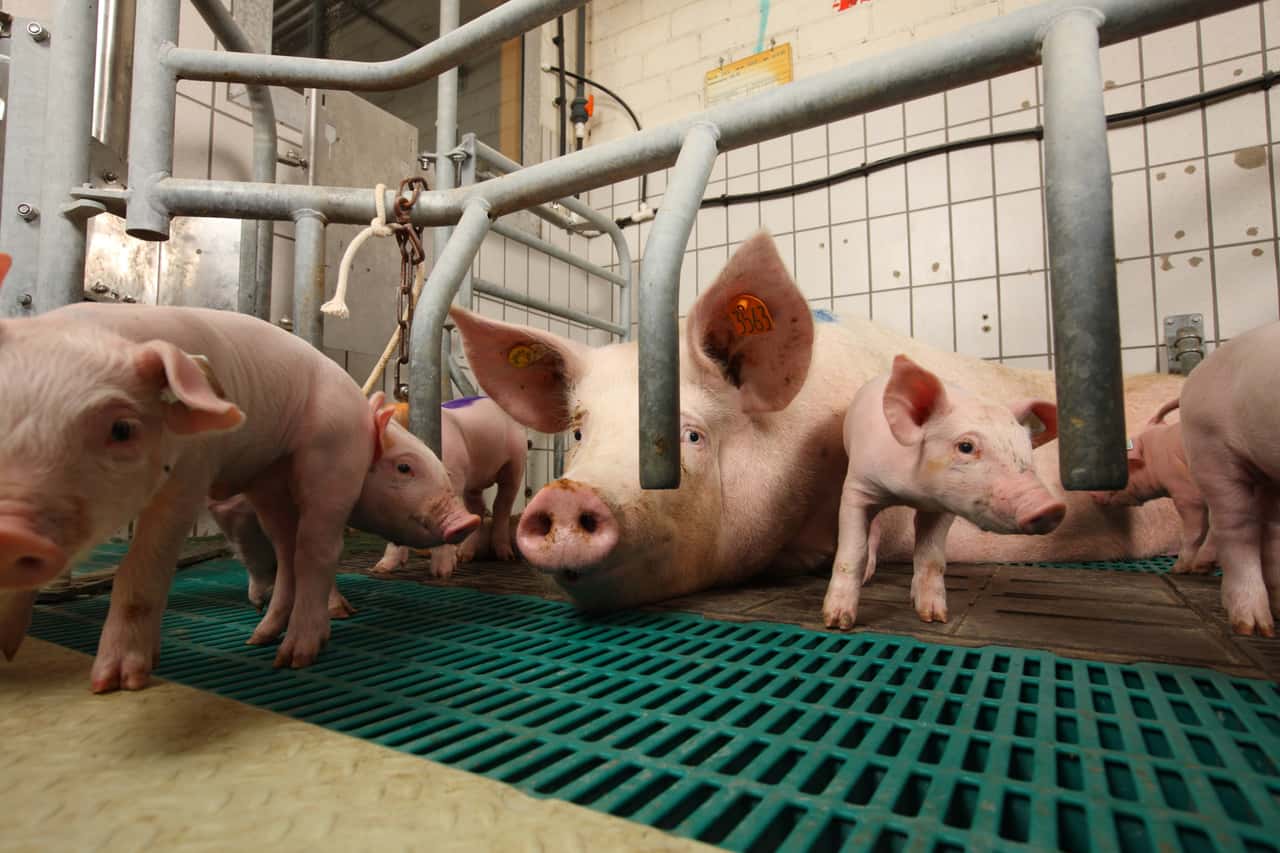 New operators found for Geest piglet sites: Supply threatened to collapse