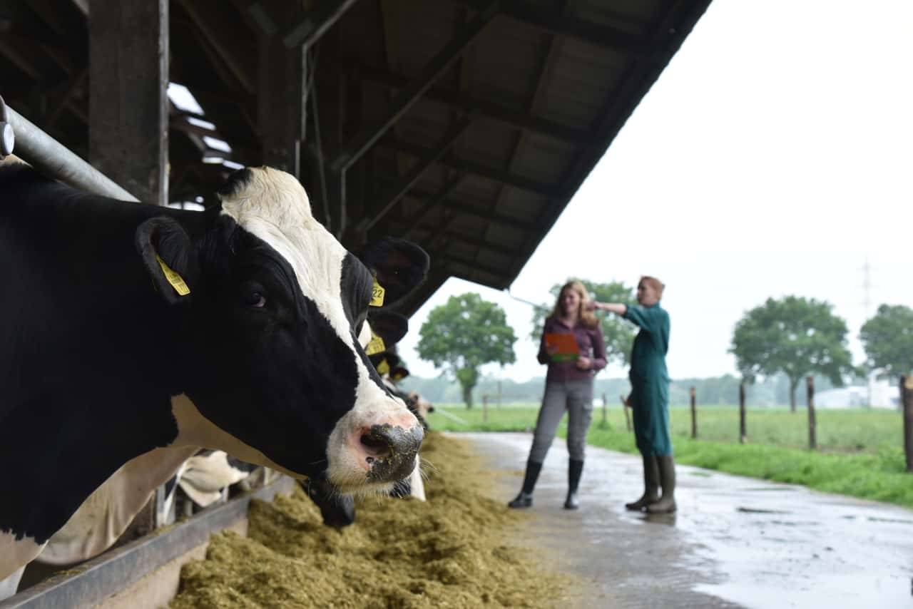Shamonda virus: First detections in cattle in Lower Saxony