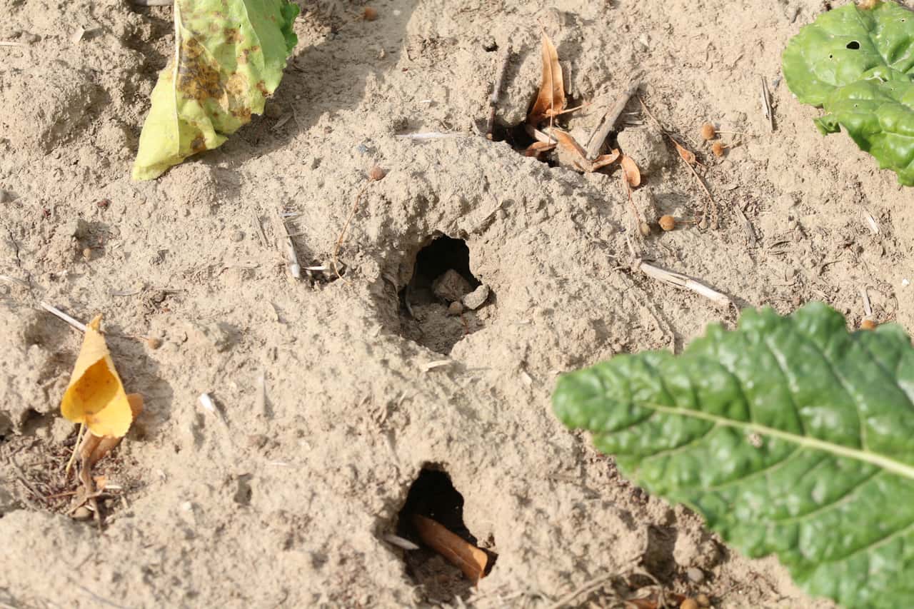 Niederländische Bauern fluten Grünland gegen Mäuse