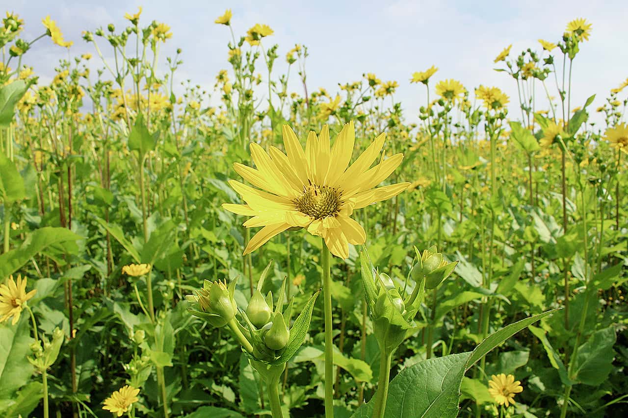 So lässt sich Durchwachsene Silphie anbauen