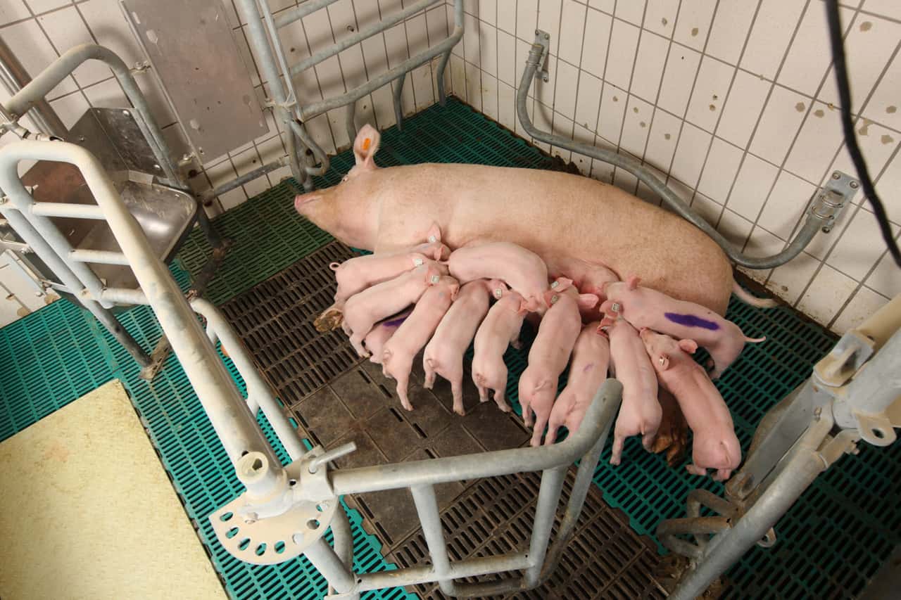 Übersicht: Aufstallungsmöglichkeiten von Sauen im Abferkelbereich