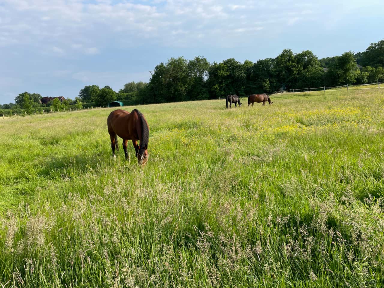 Shamonda virus: Pathogen detected in horses