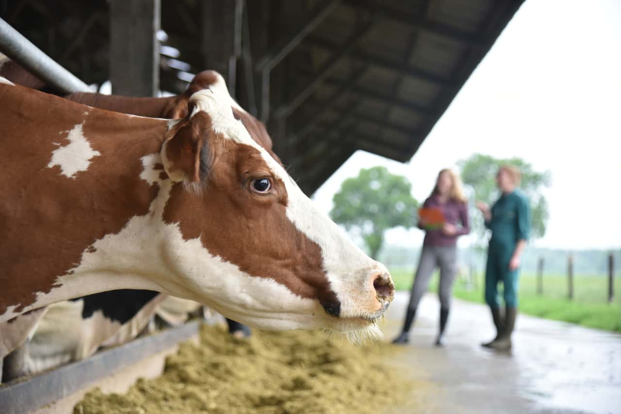 FLI confirms second Shamonda virus variant in Germany