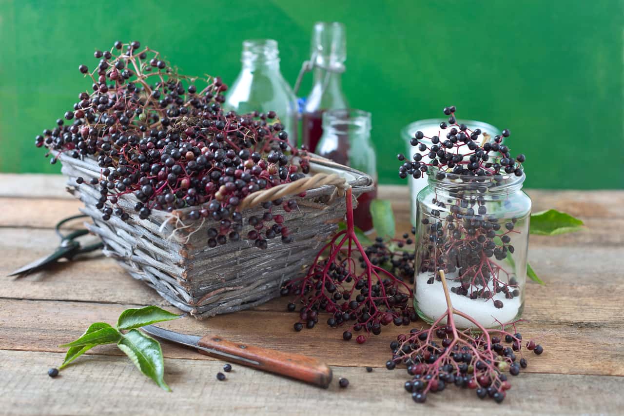 Erntezeit für Holunderbeeren