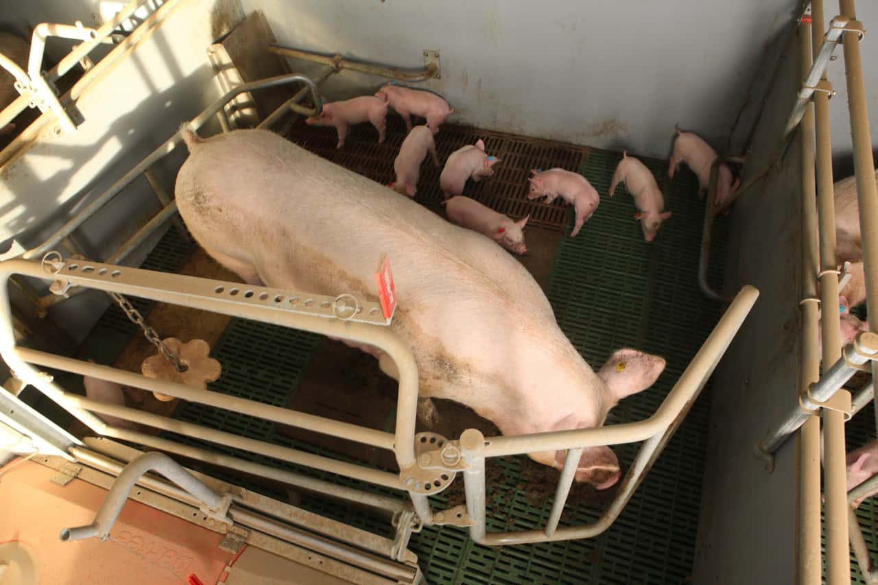 Компания Topigs Norsvin внедрила систему на базе ИИ для объективной оценки социального поведения свиней