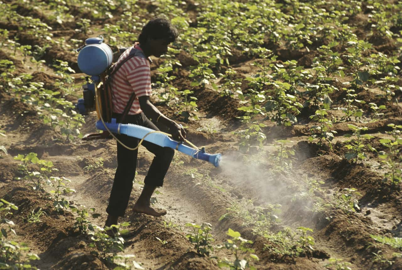50% of agricultural workers suffer acute pesticide poisoning