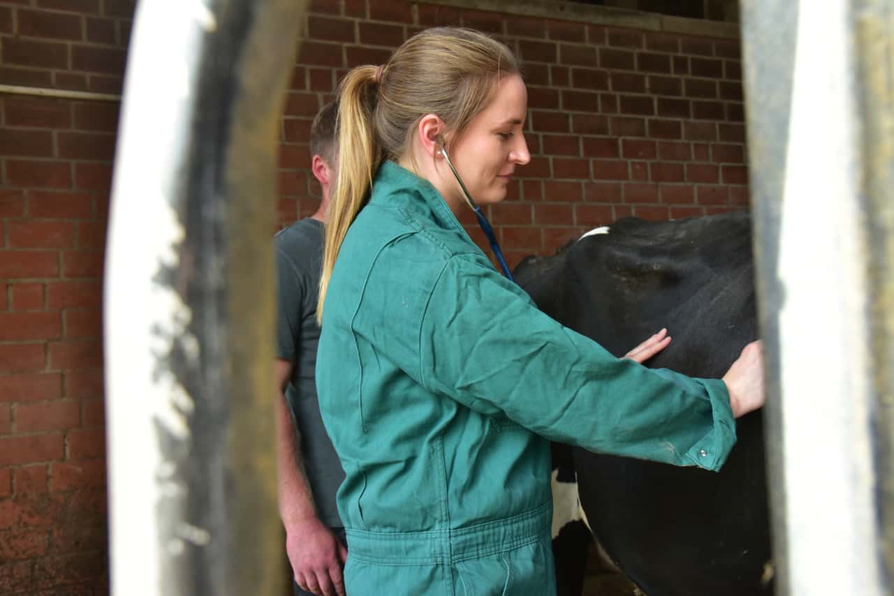 Shamonda virus now also confirmed in Schleswig-Holstein