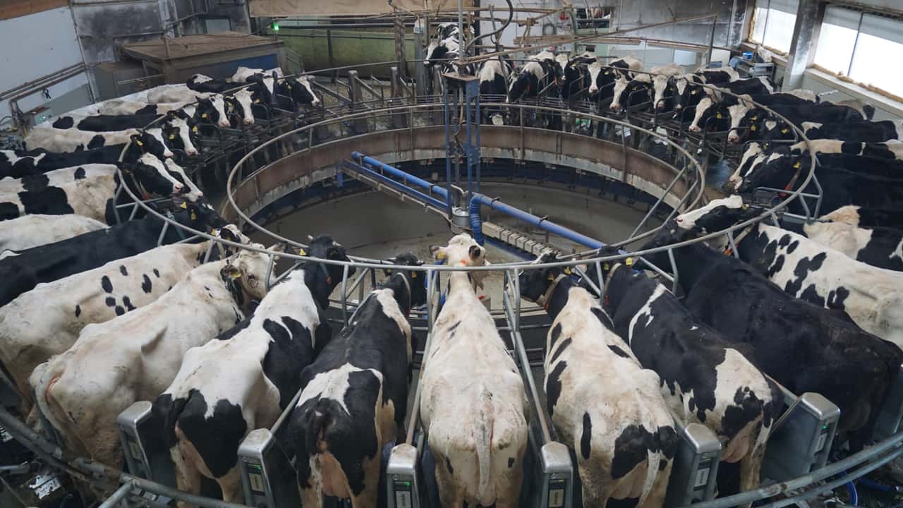 Chicago Stock Exchange acquires EEX's dairy business