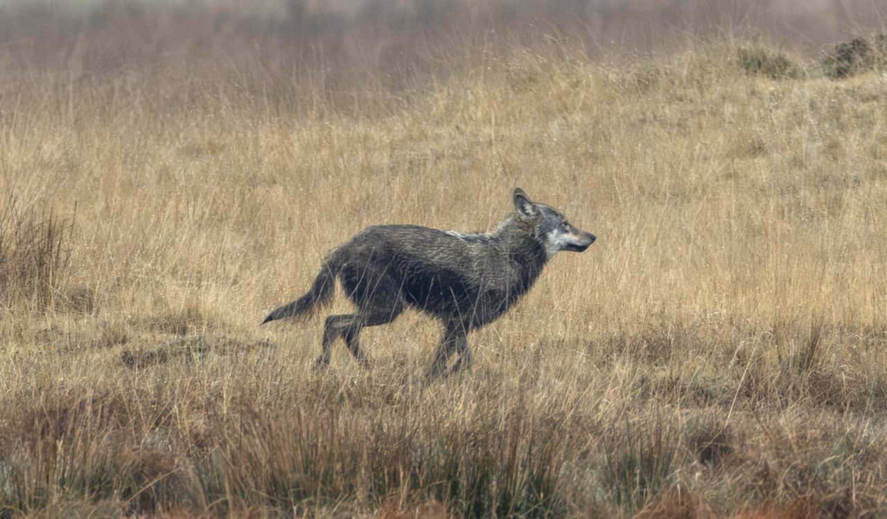 Zahl der von Wölfen gerissenen Nutztiere verfünffacht