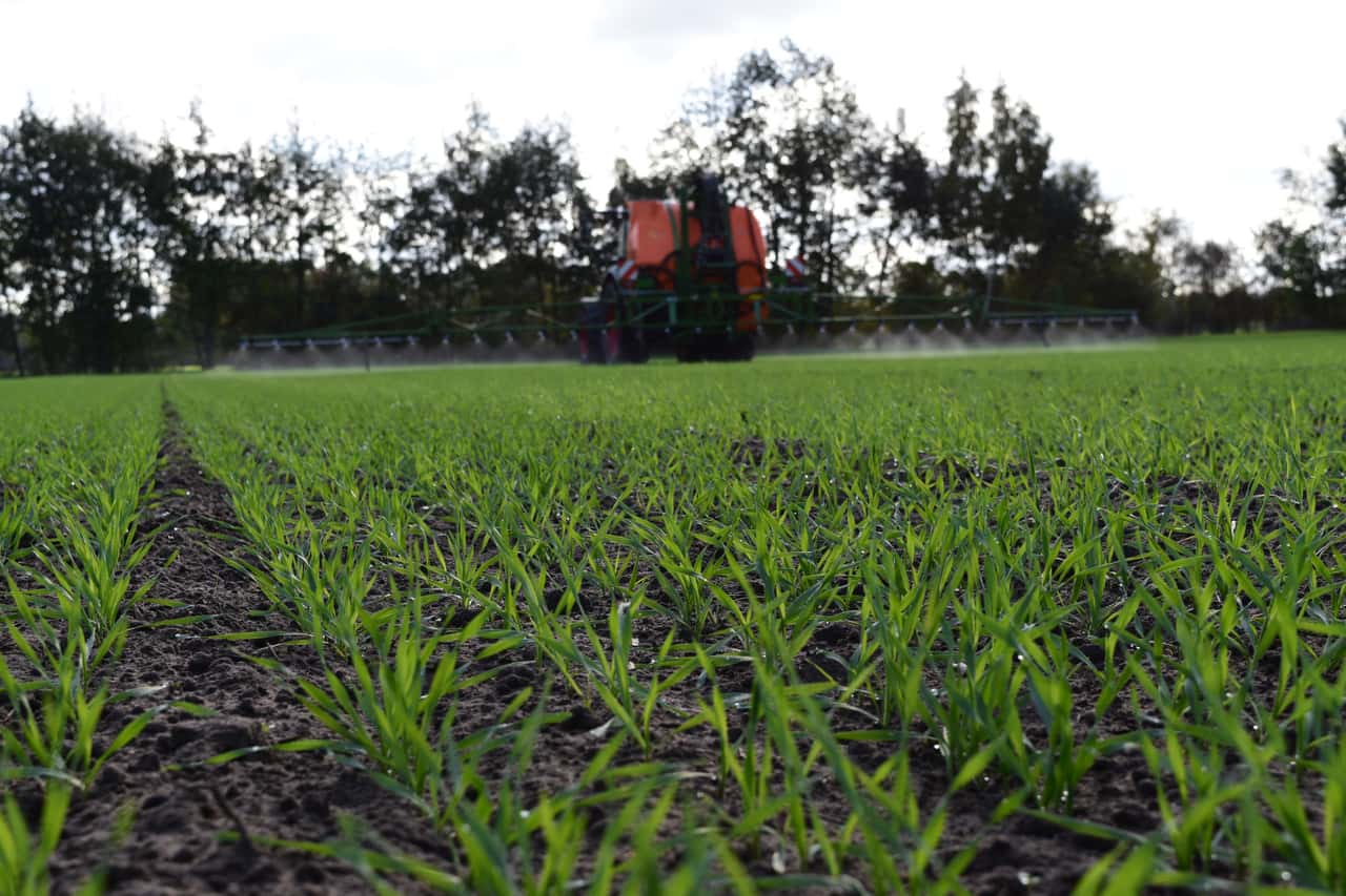 Grain: Phosphate and manganese application in autumn is often beneficial