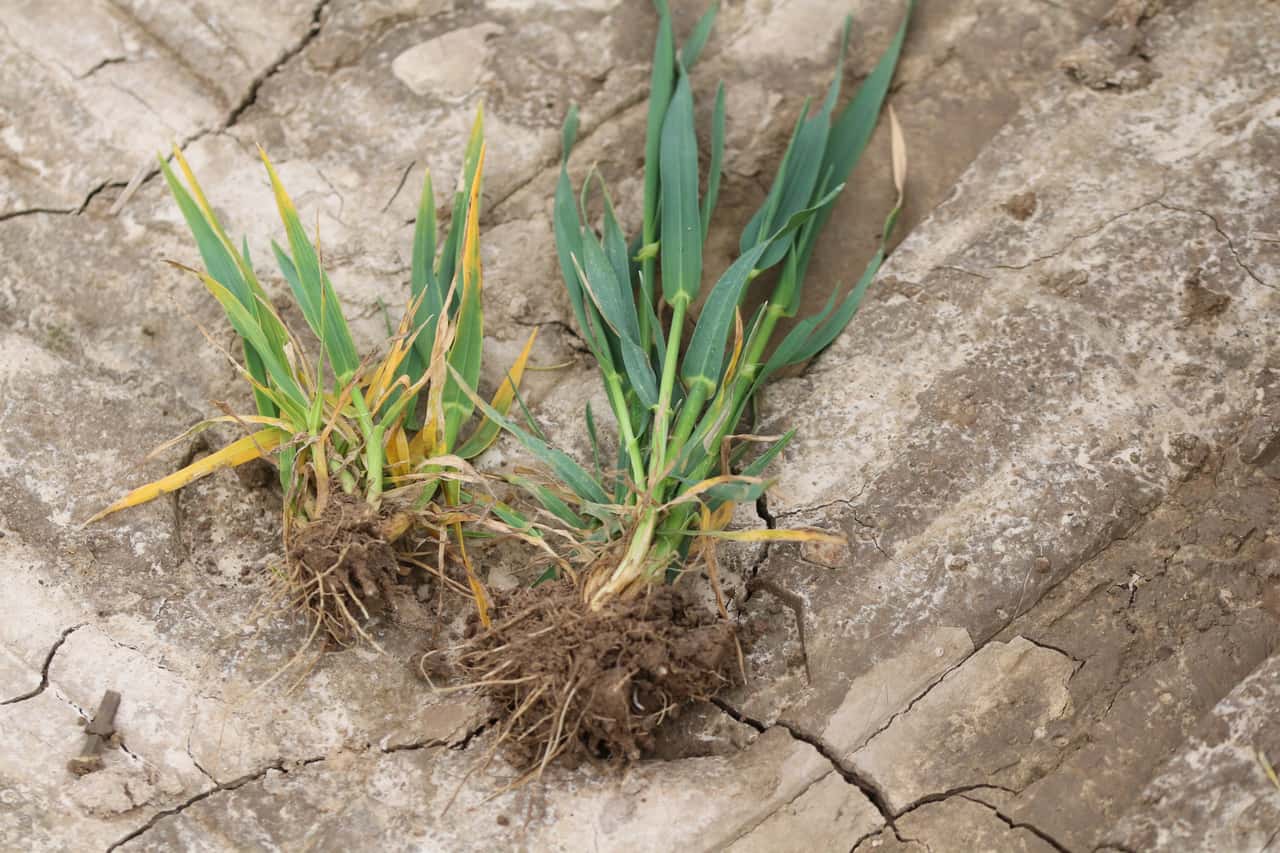 Grain: No chance for dwarf viruses
