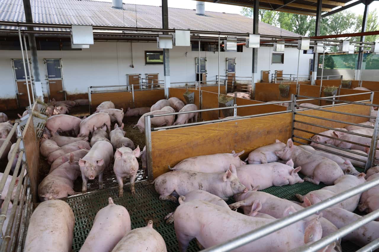 Agrarministerkonferenz zur Tierhaltung: Die Nerven liegen blank
