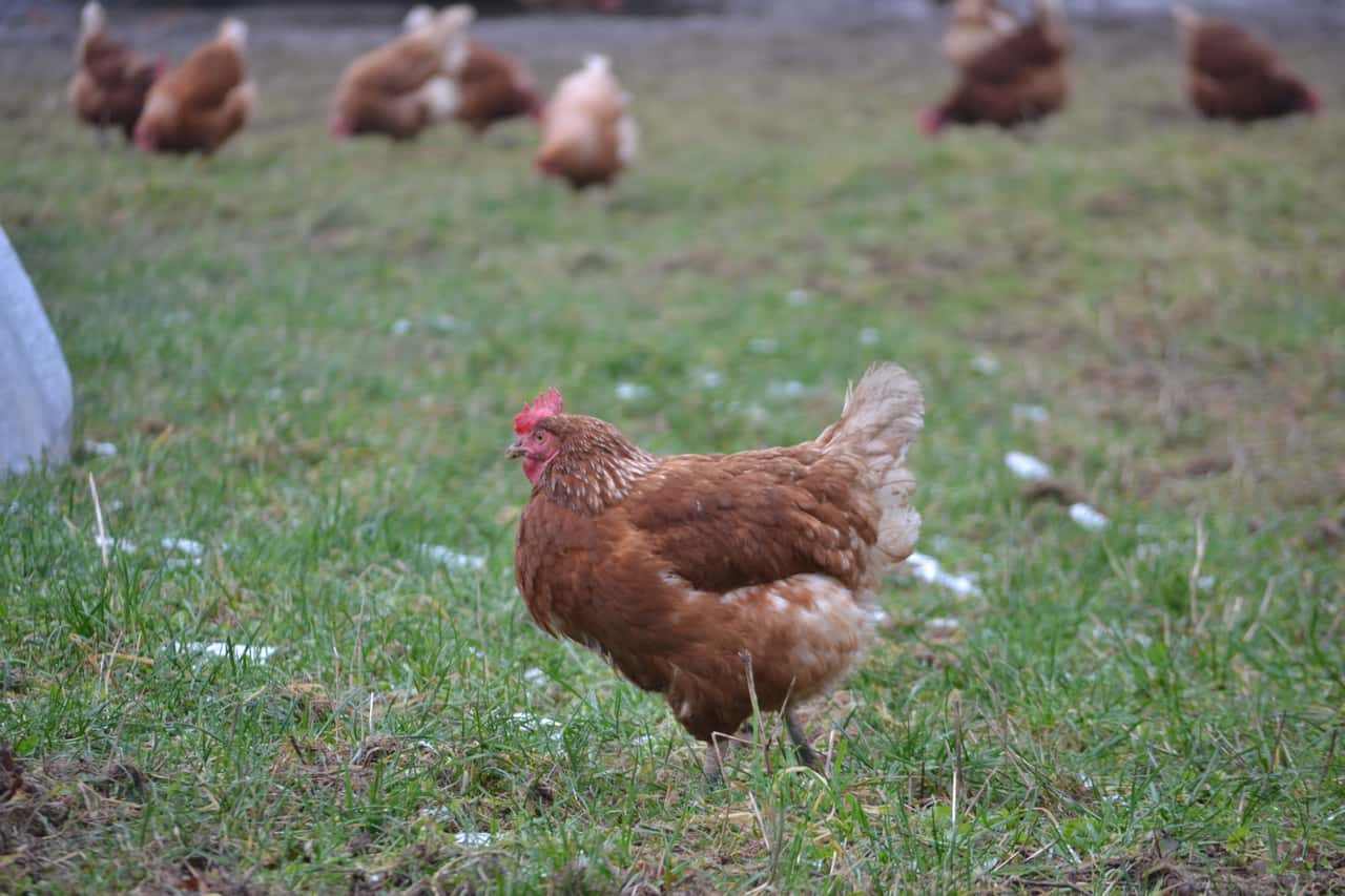 Calm egg prices before the autumn season
