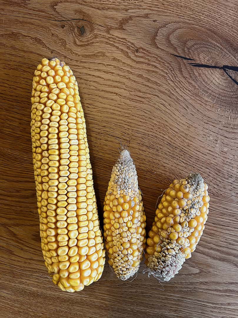 Grain maize: The variety must suit the location