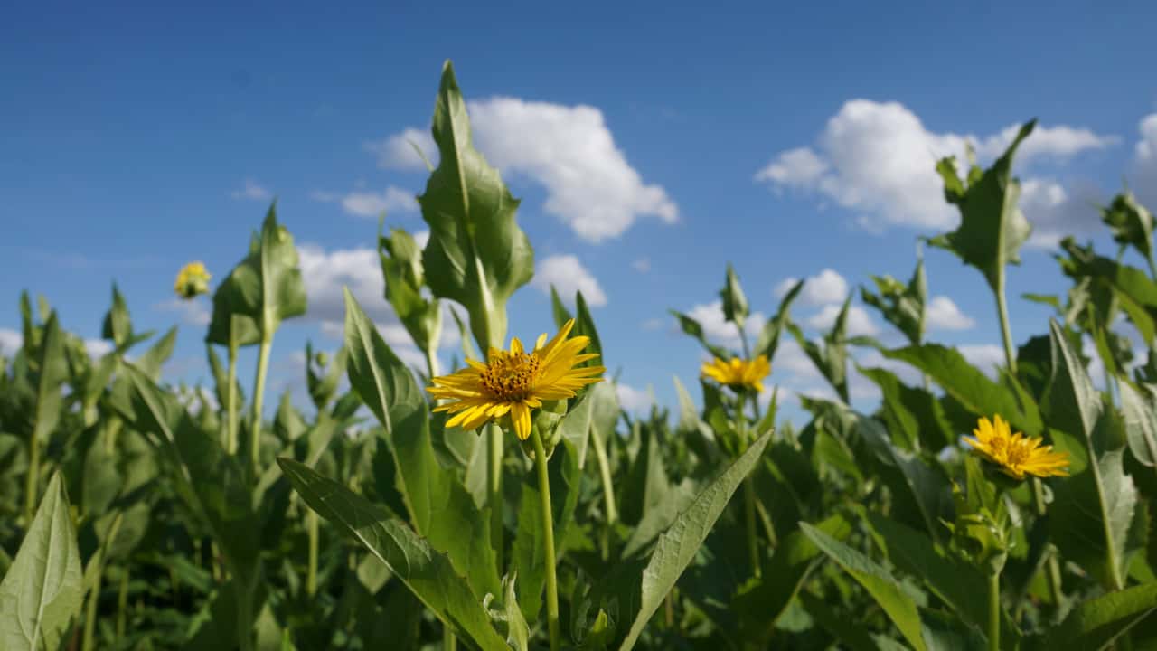 Biogas: Warum ein Landwirt voll auf die Silphie setzt