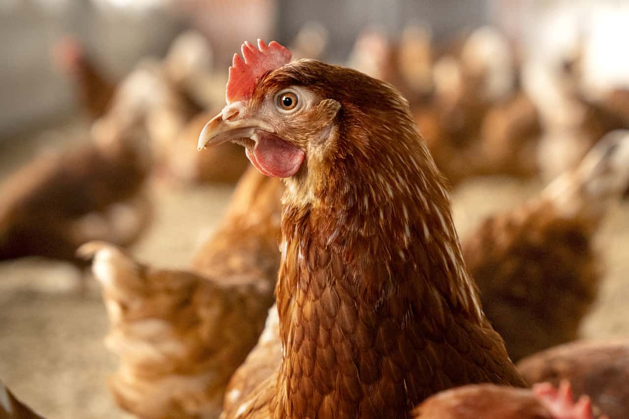 Netherlands increases levy for poultry health fund