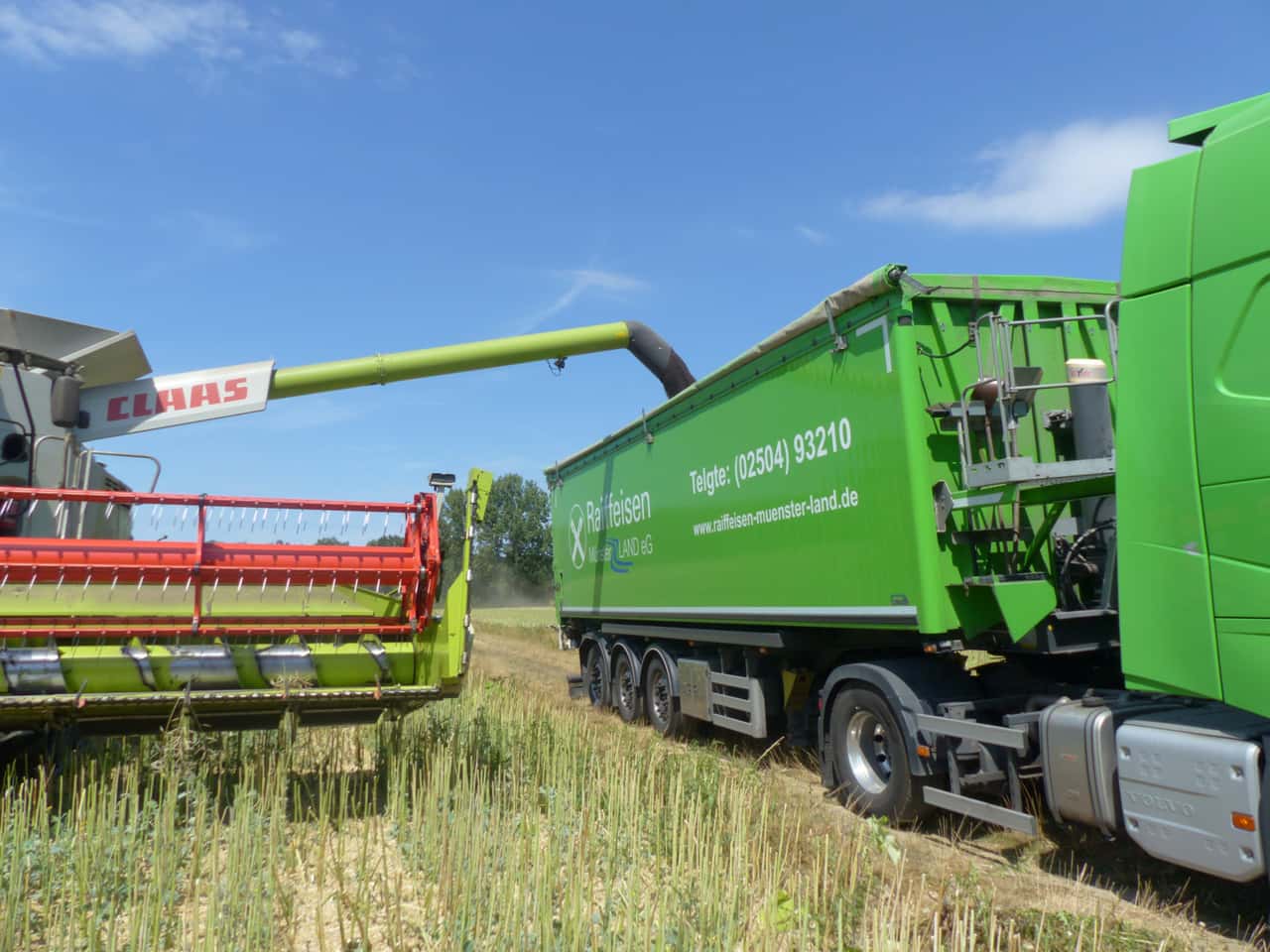 Raps rutscht auf Sechsmonatstief ab