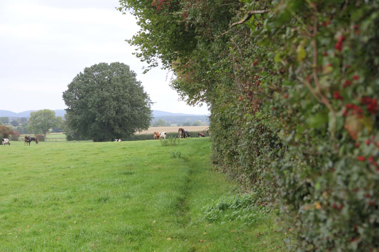 Pasture fattening: Keeping oxen between hedges - | what are the benefits?