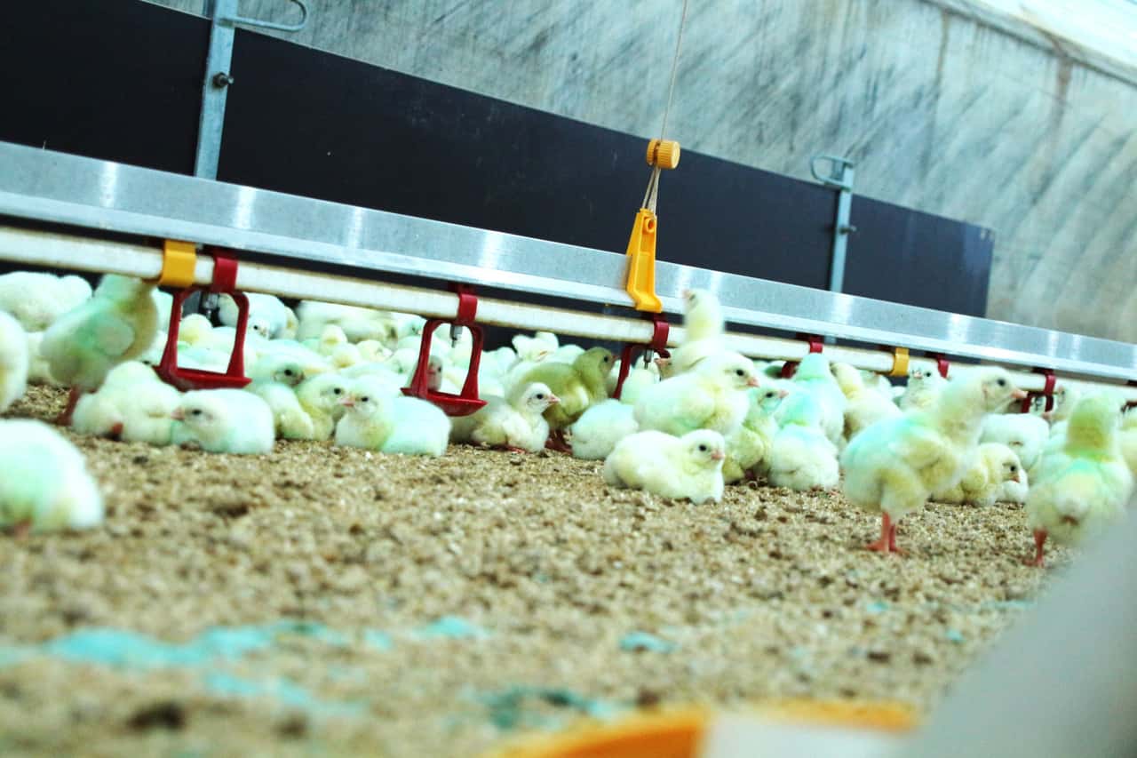 EU-Industrieemissionsrichtlinie: Brüssel fixiert Standards bei Geflügel