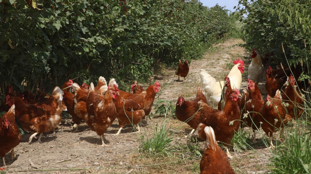 How an organic egg farmer supplies Londoners with eggs