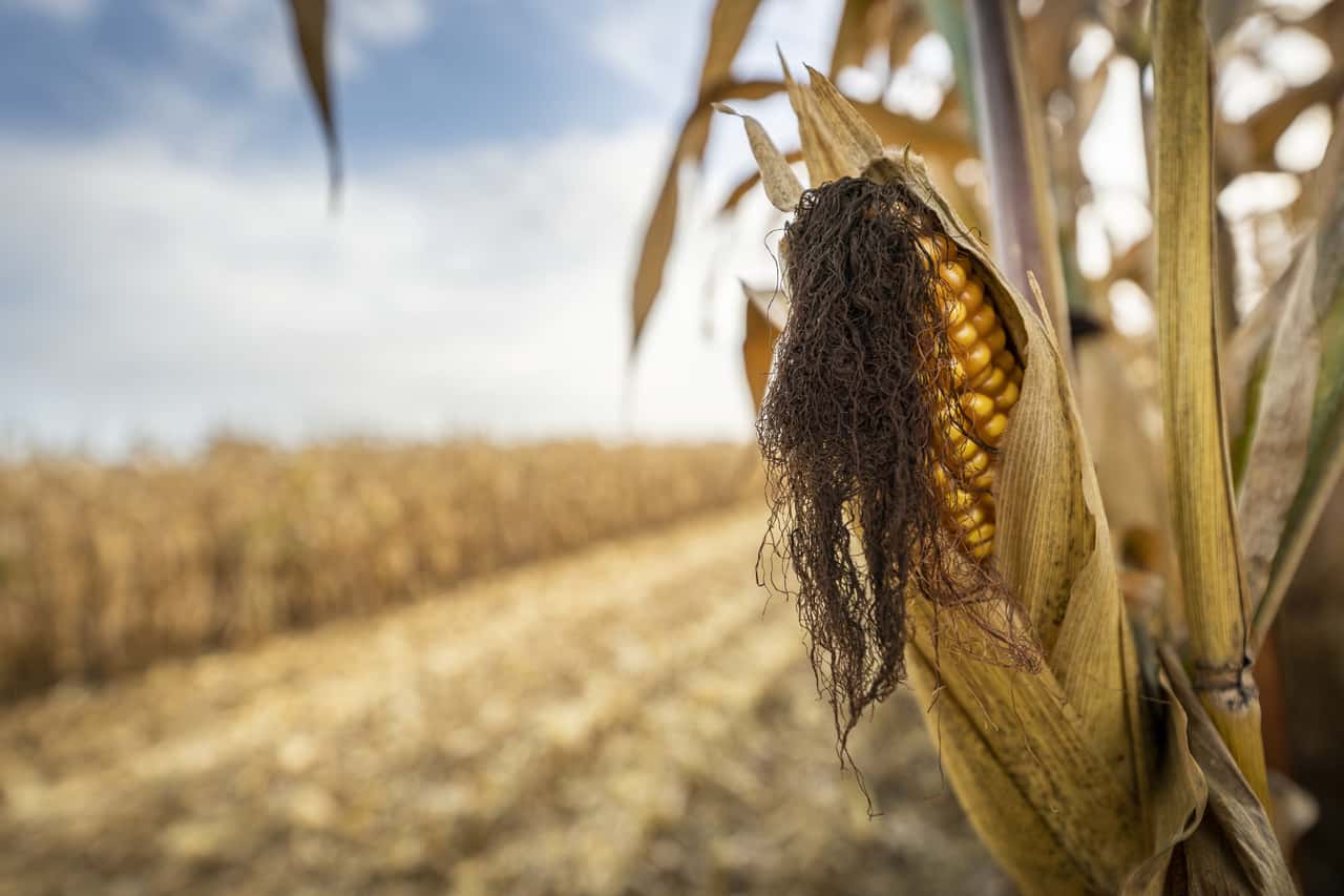 Grain corn: An ace in the field?